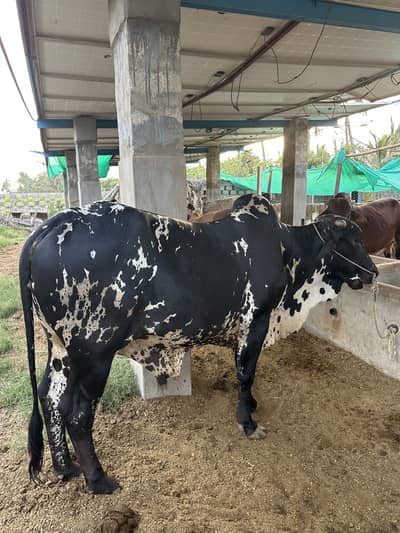 4 dant qurbani bachra