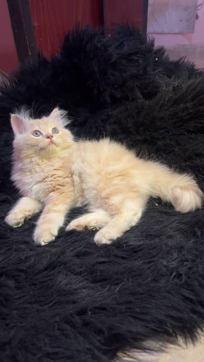 Persian kitten