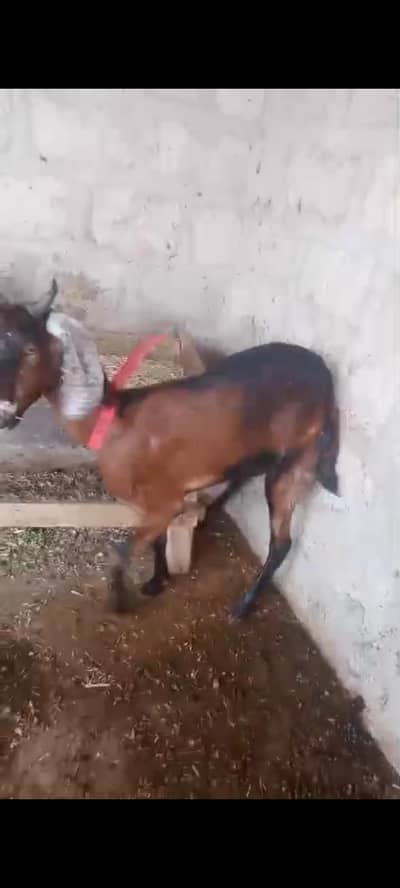 dono bakriyan sell krni hen