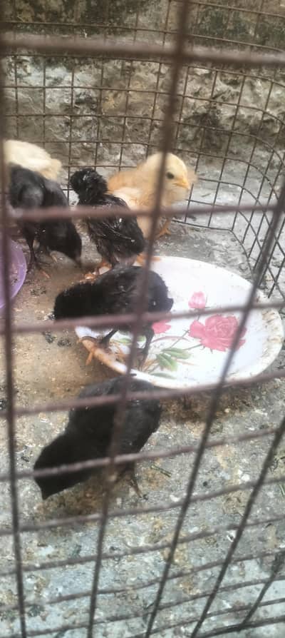 pd shagri l mainwali aseel and 10 chicks