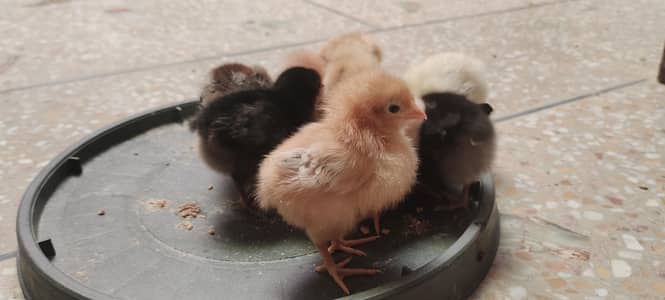 Desi Golden misri A++ grade chicks alhamdulillah full active