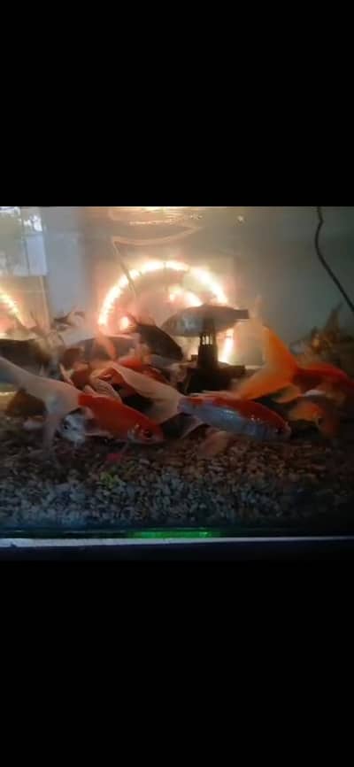 Aquarium made of good quality glass with 19 fish
