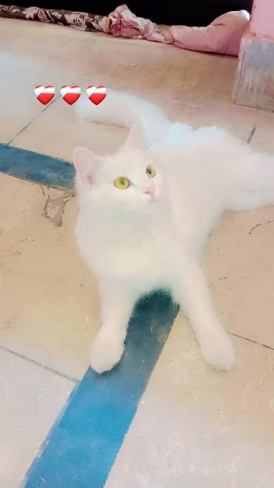 Rasdain Cat Sale Ke Liye – Healthy Aur Playful Billi