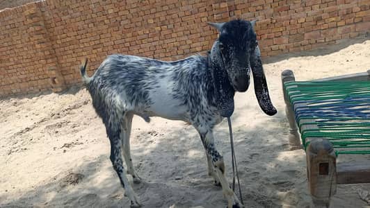 donda Bakra for sale 0.3*0*5*9*6*1*9*4*4*3