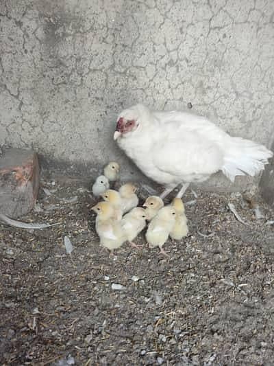 Aseel Heera chicks