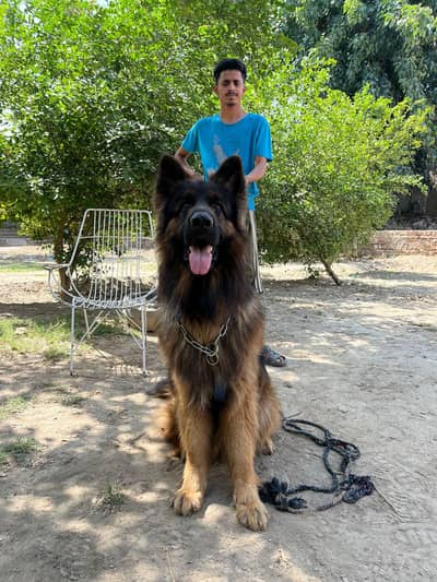 German shepherd wom Canel pedigree Available for stud