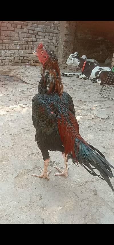 high quality patha for sale or exchange possible