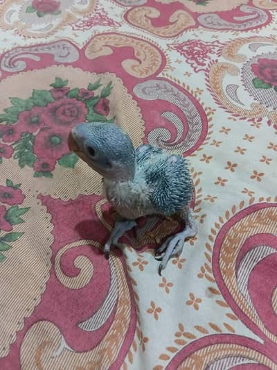 raw parrot homebreed