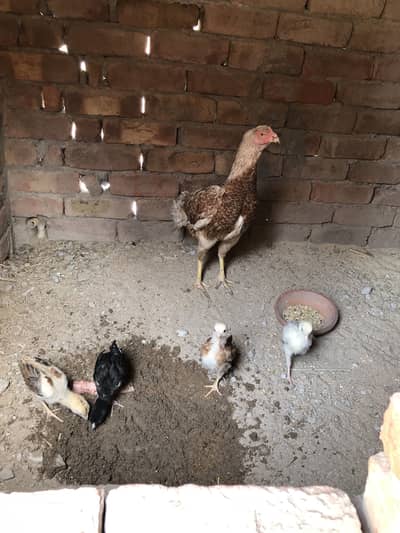 Aseel hen and 4 chiks
