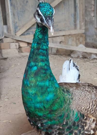 peacock male for sale health and active home barred  h