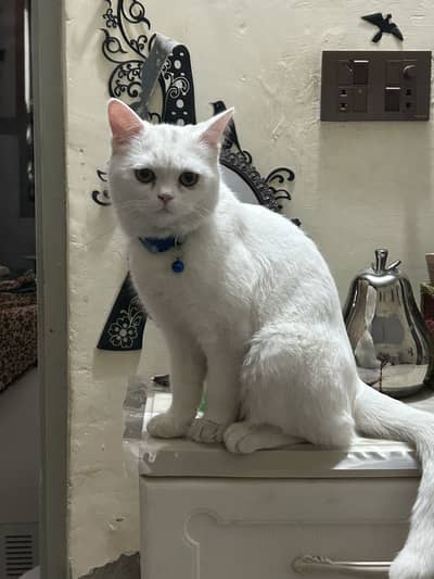 Male single coat Persian cat
