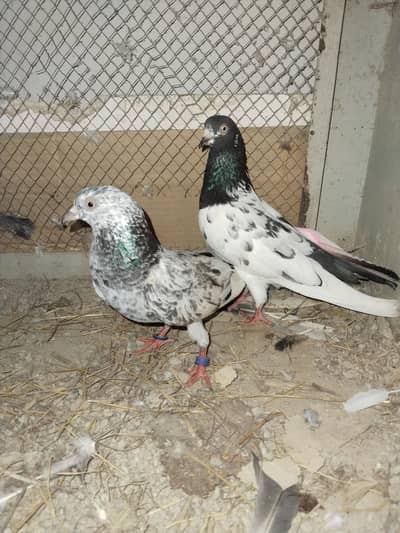 Teddy breeder pair for sale