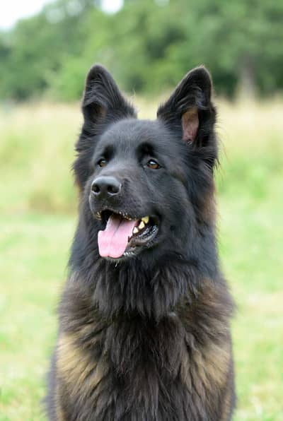 black Belgium Shepherd triple coat