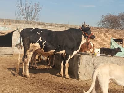 Qurbani k liye heavyweight Bull