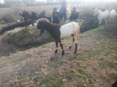 4 bakray for sale