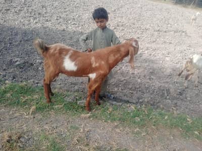 4 bakray for sale