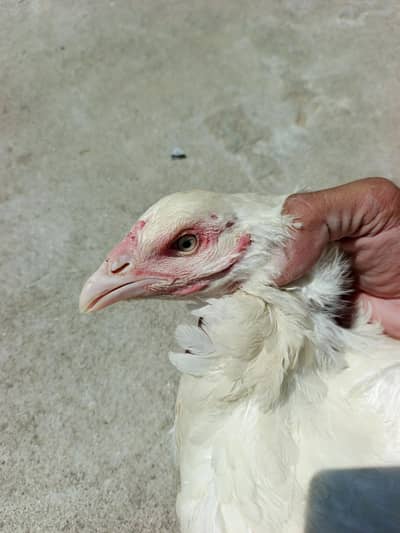 aseel hen for sale