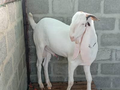 Bakra qurbani 2026