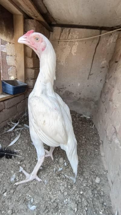 granted paper white patha for sale