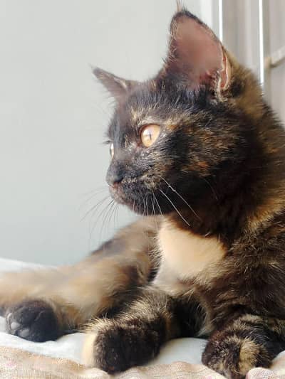 Cat for sale
