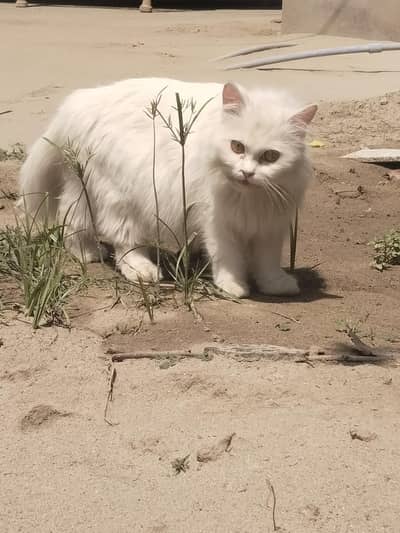 urgent sale ragdoll female cat