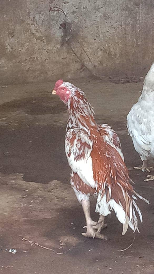cheta 2