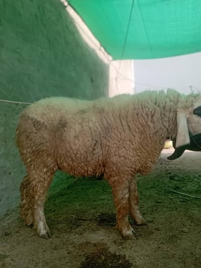 Breeder available for sale