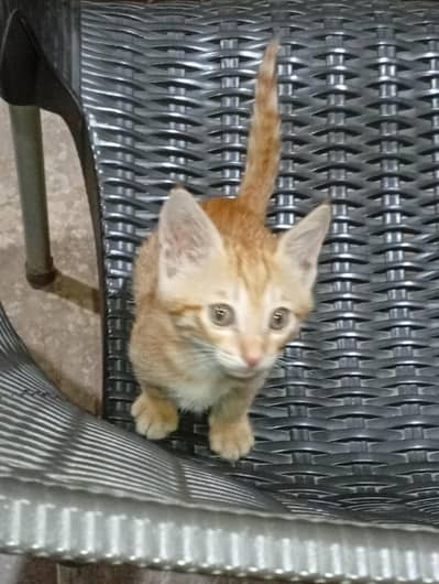 stray orange kitten (male) for adoption