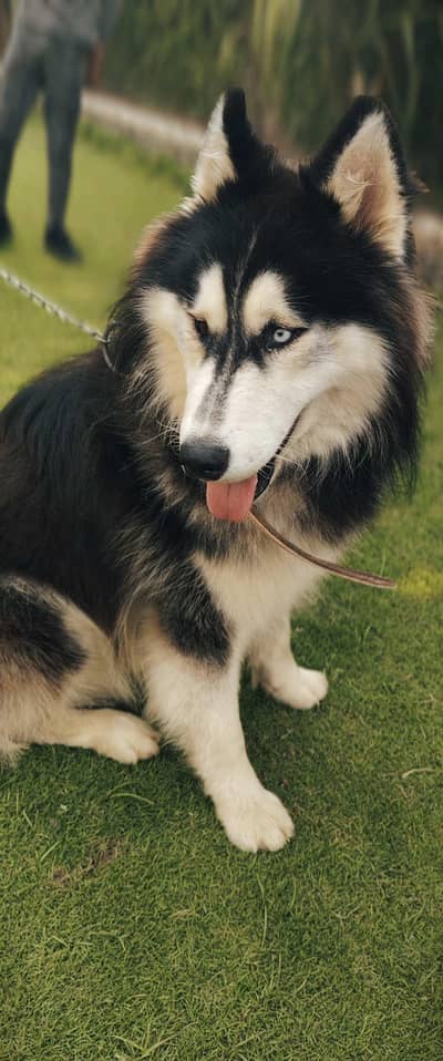 Husky dog, family dog.