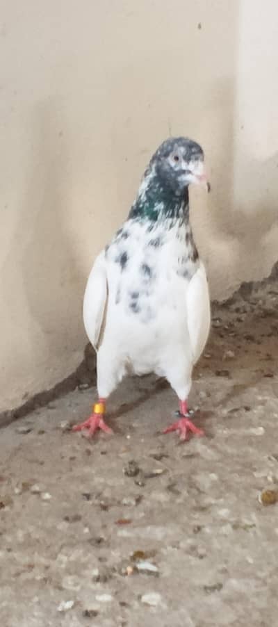 mall Road beadon Road  lahore RS 1000 per pice