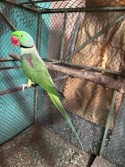 Raw Parrots Pair