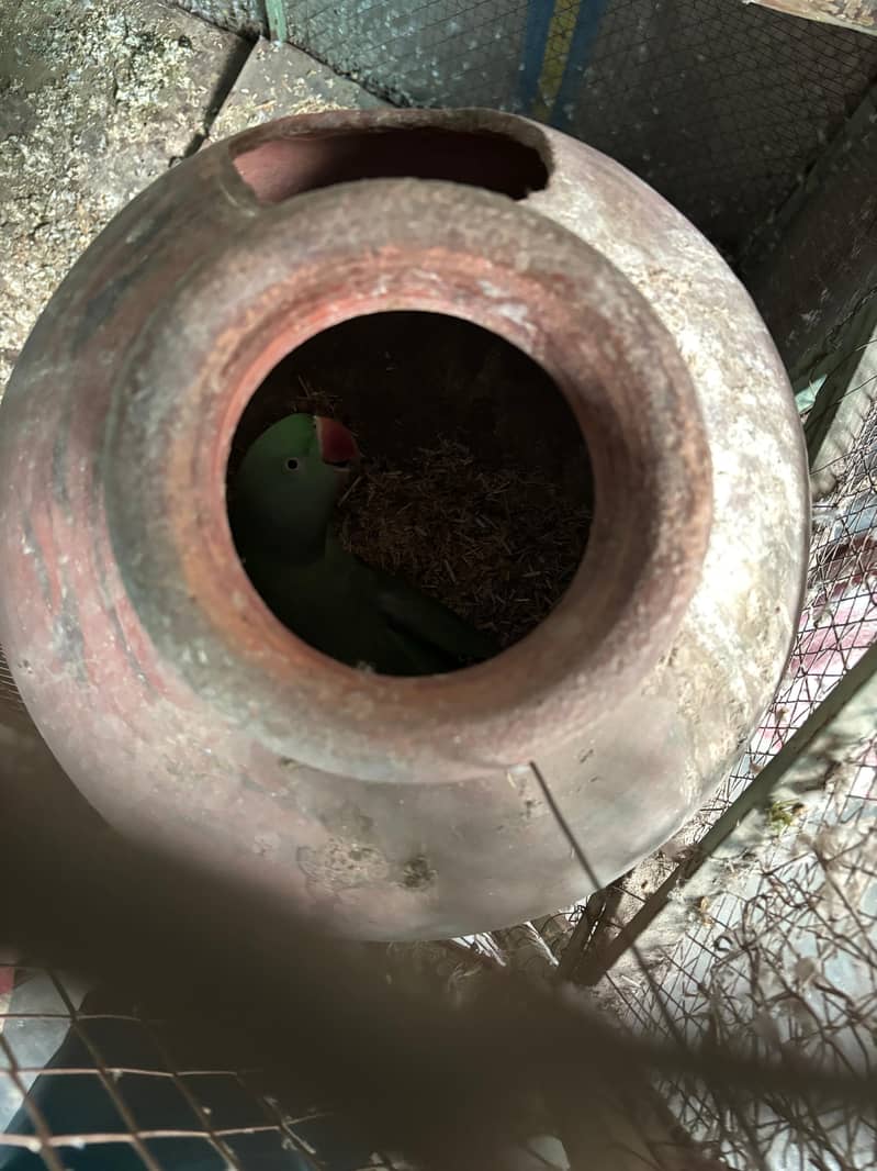Raw Parrots Pair 1