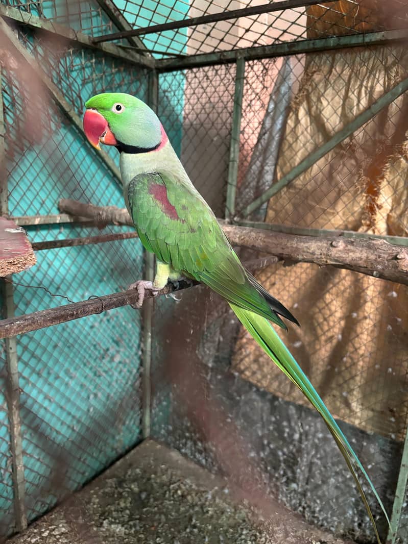 Raw Parrots Pair 2