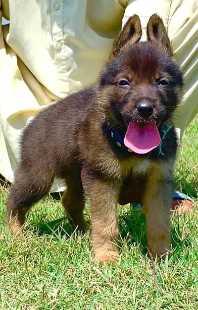 alsatian bhagyari dog | bhagyari puppies | king size bhagyari