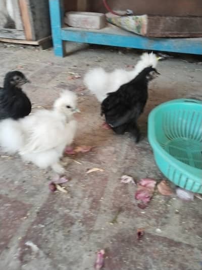 Bentem chicks