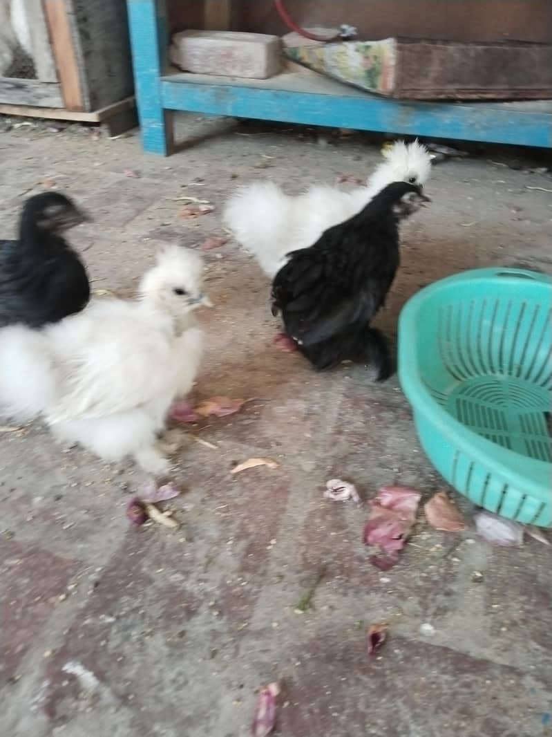 Bentem chicks 1