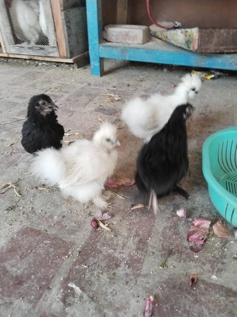 Bentem chicks 2
