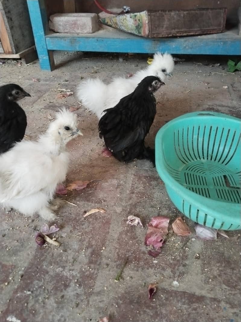 Bentem chicks 3
