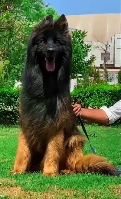 german Shepherd dog\long coat german Shepherd \ gsd dog
