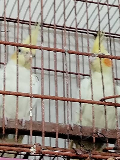 breader pair fr sale in rwp