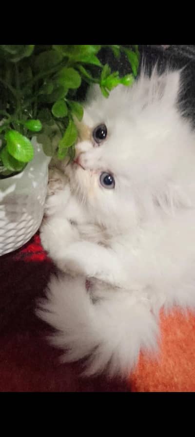 persion triple coat cat