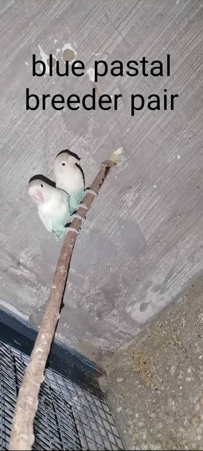 blue pastal pair with 2 chicks