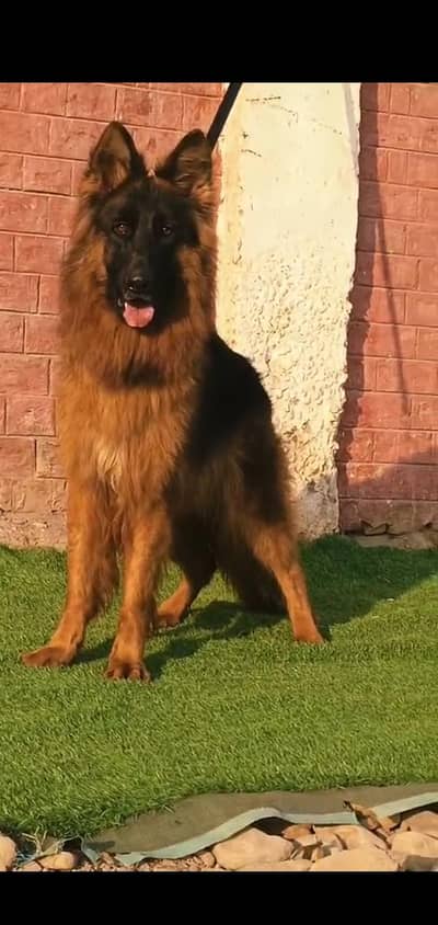 German Shepherd female 12 man for sale