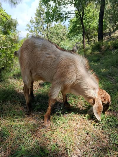 Bakra for sale