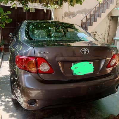 Chat Bonnet  Diggi genuine