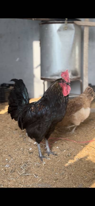 Desi rooster n hens for sale
