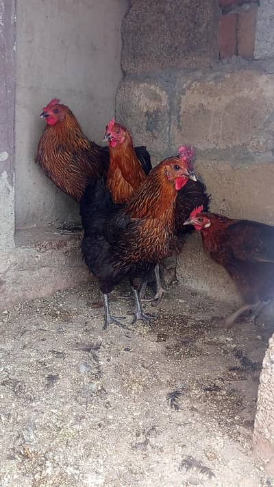 golden masri hens