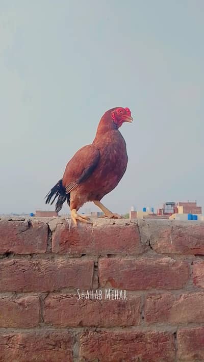aseel hen for sale and exchange with mobile