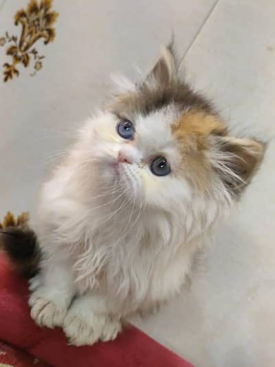 punch face kitten for sale