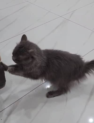 Cat for sale multan grey colour